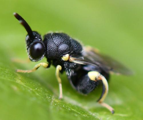 Réf. 265 302 : Brachymeria tibialis